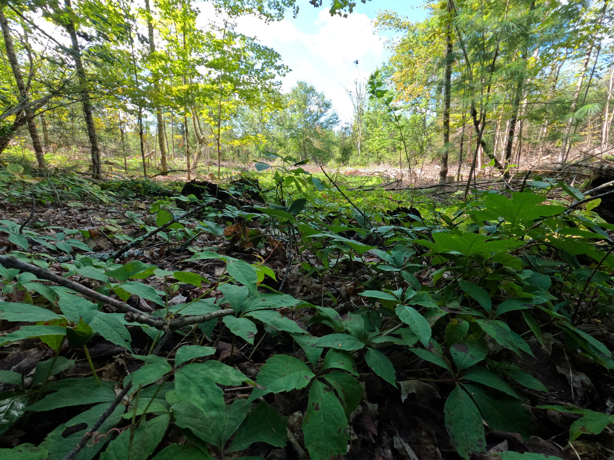 Lot 28 Murray Road Thorndike, ME 04986 - Photo 20 of 38 GOPR1642