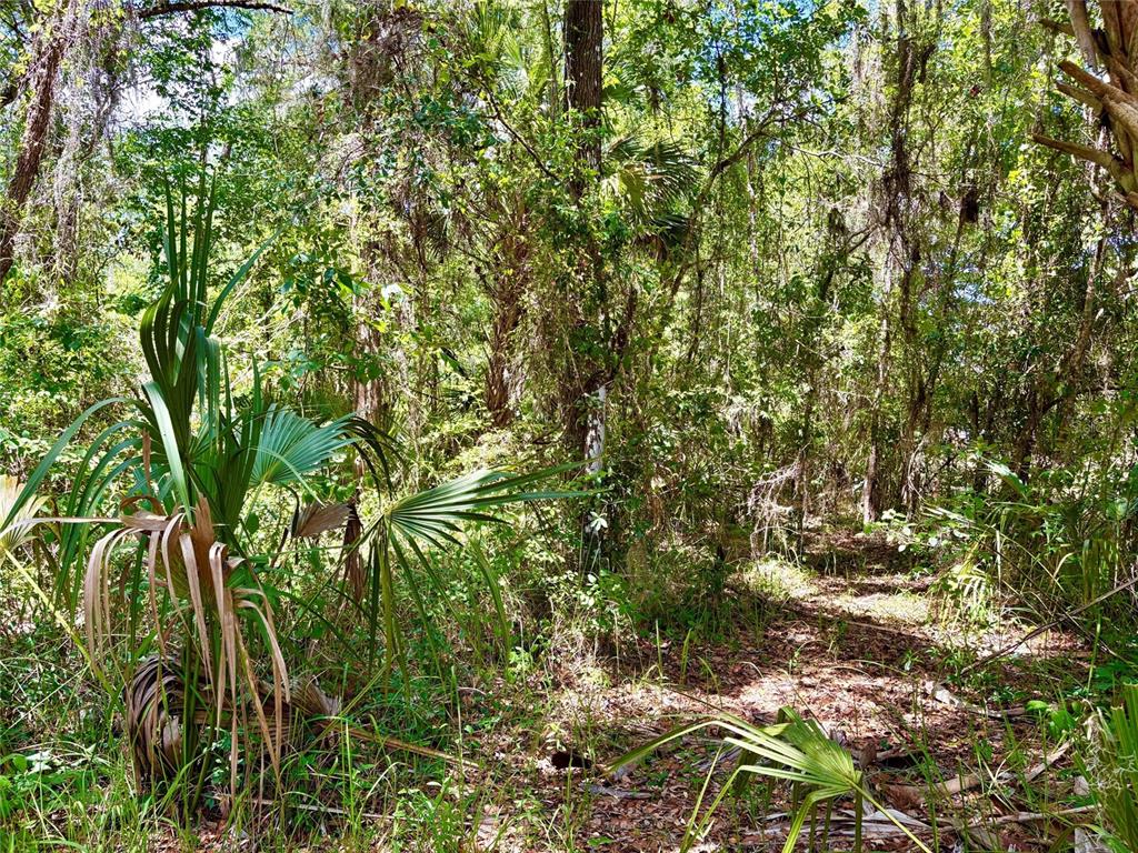 Old Crystal River Road Brooksville, FL 34601 - Photo 2 of 3