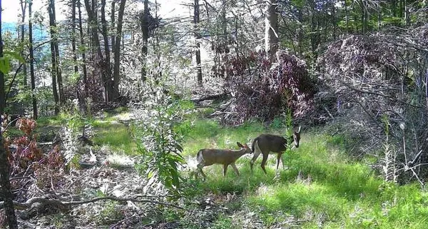 $329,900 | 8302 Wesley Road, Richmond, NY 14471