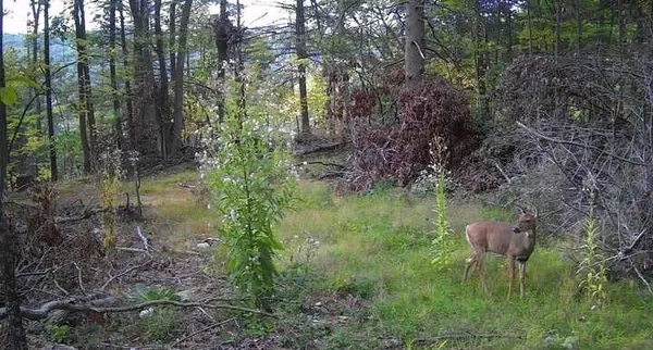 $329,900 | 8302 Wesley Road, Richmond, NY 14471