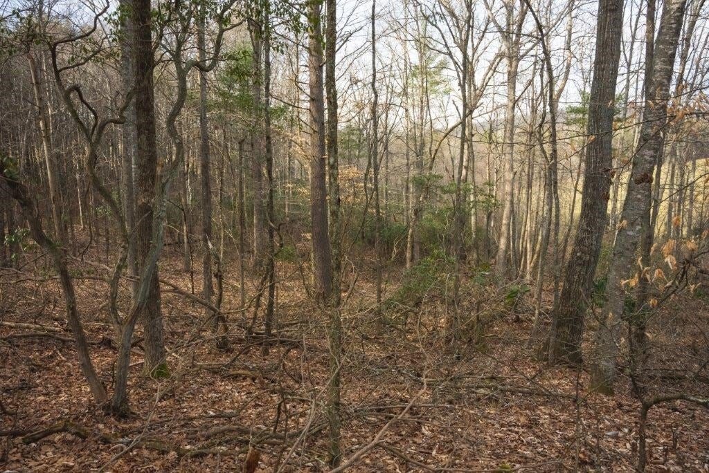 Tbd Long Mountain Road Southwest Willis, VA 24380 - Photo 51 of 66 Gallery Image 51