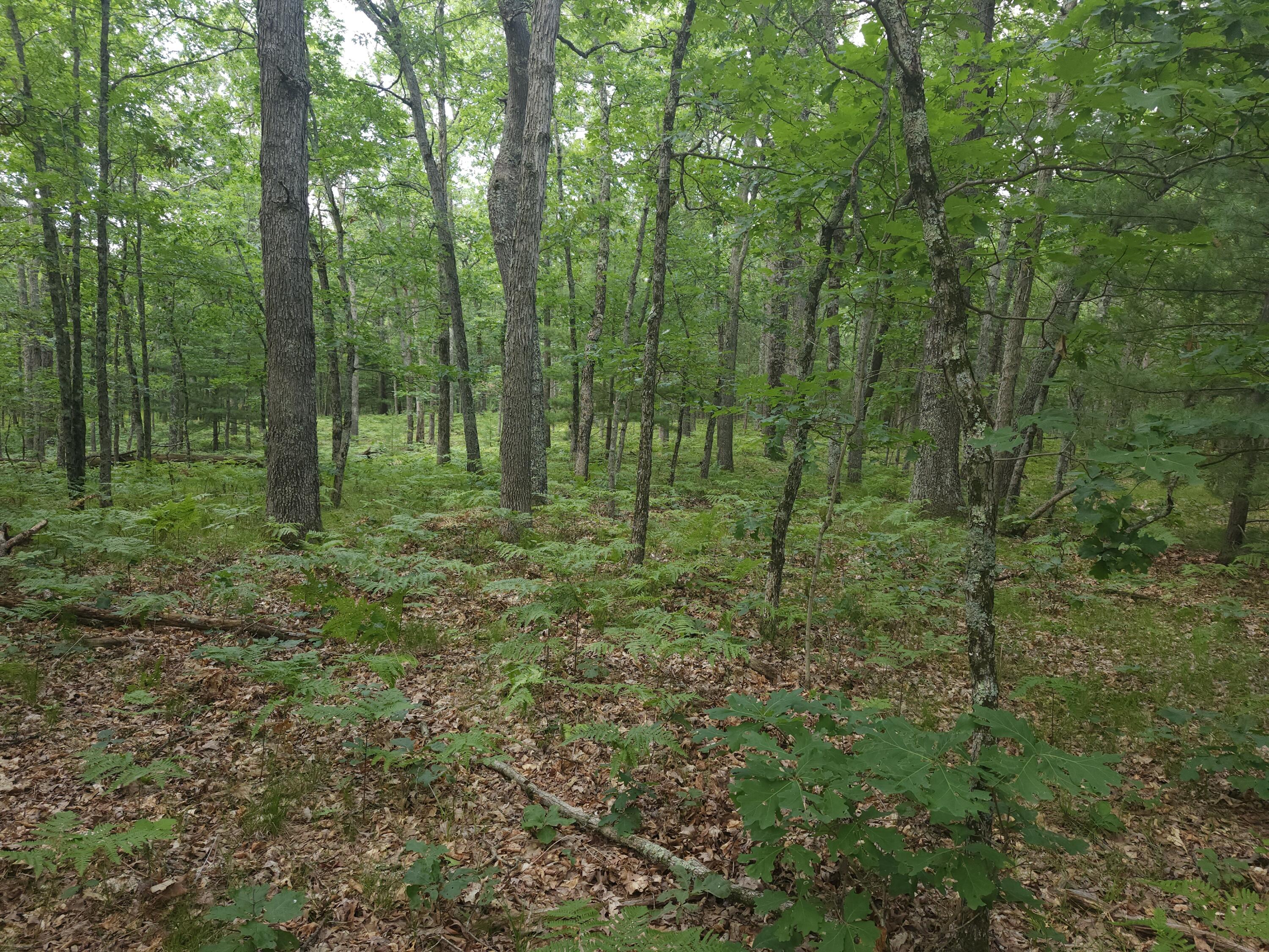 6909 North Lone Elk Road Irons, MI 49644 - Photo 13 of 16 cabin shooting lanes - Copy - Copy