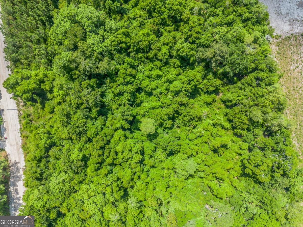 6.6-acres Bert Road Hoboken, GA 31542 - Photo 7 of 15