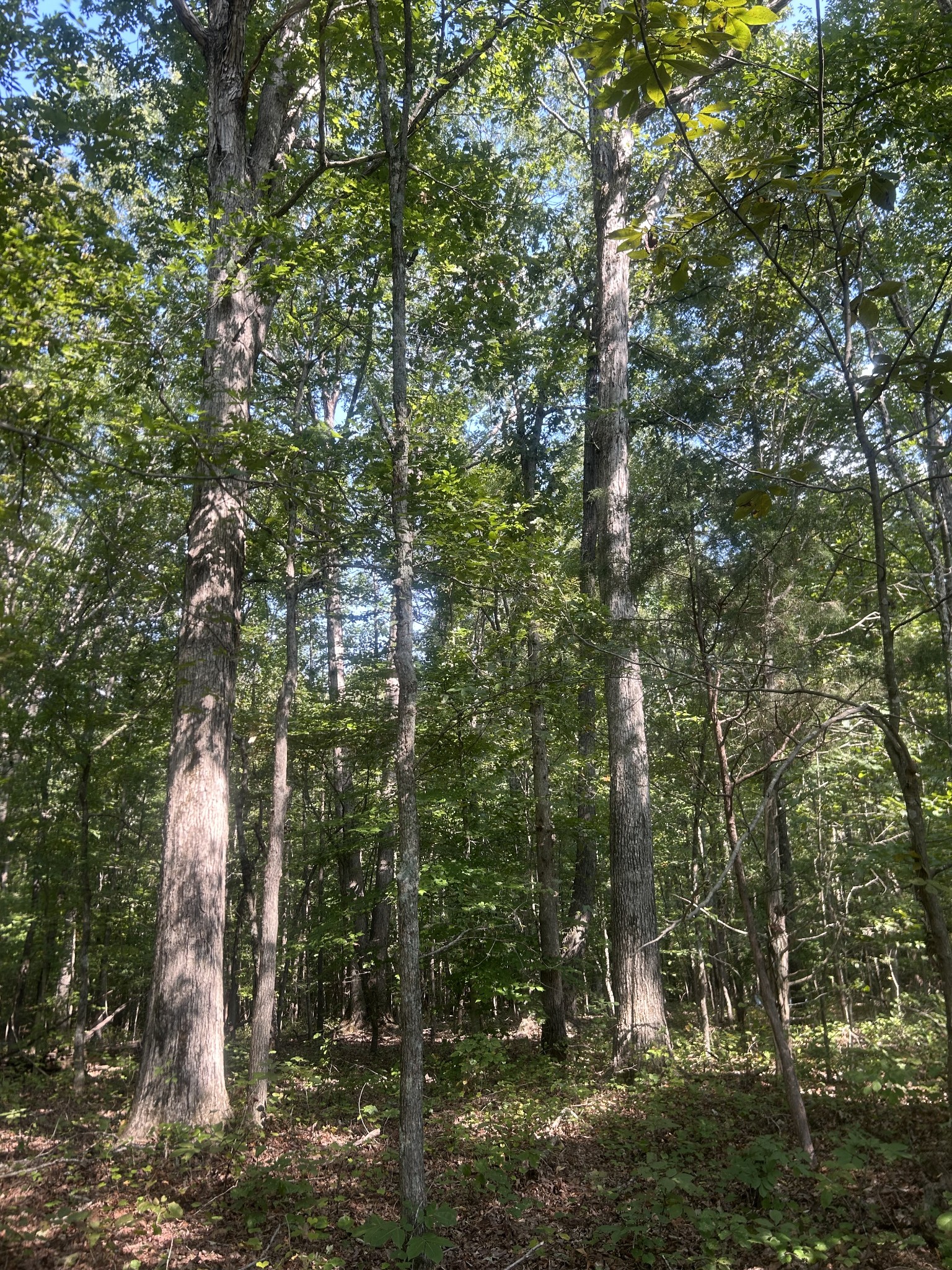 0 Cedar Grove Road Big Sandy, TN 38221 - Photo 22 of 33 a backyard of a house with lots of green space