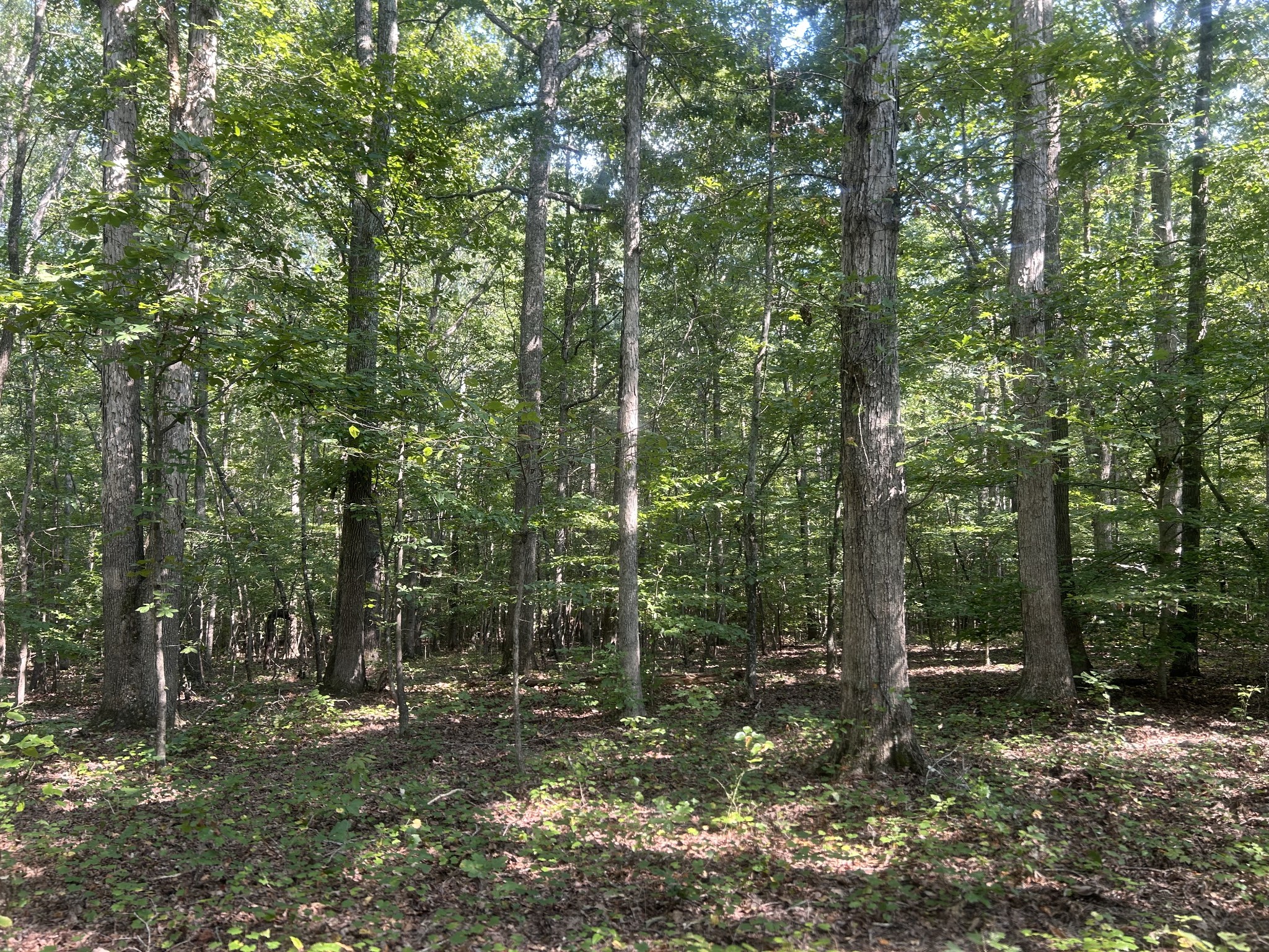 0 Cedar Grove Road Big Sandy, TN 38221 - Photo 23 of 33 a view of a forest with trees