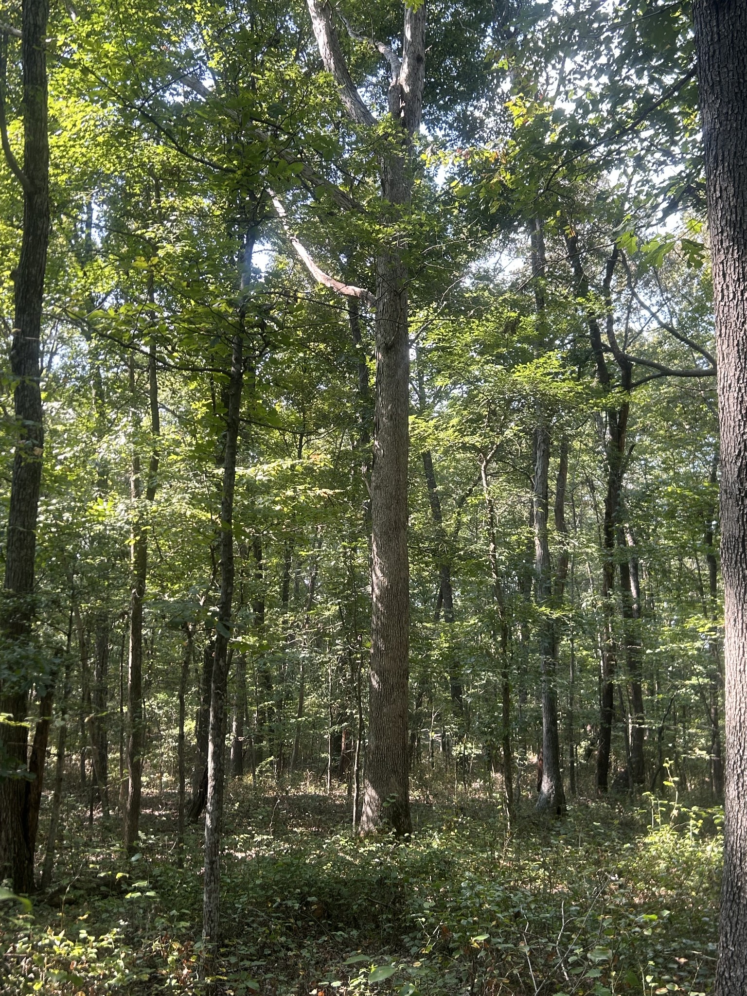 0 Cedar Grove Road Big Sandy, TN 38221 - Photo 24 of 33 a view of forest