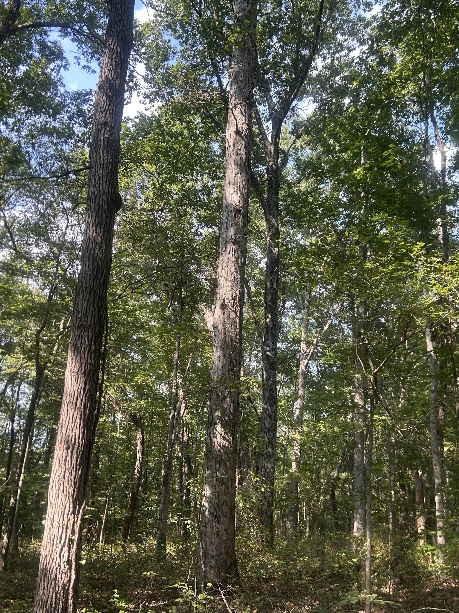 0 Cedar Grove Road Big Sandy, TN 38221 - Photo 25 of 33 a view of forest