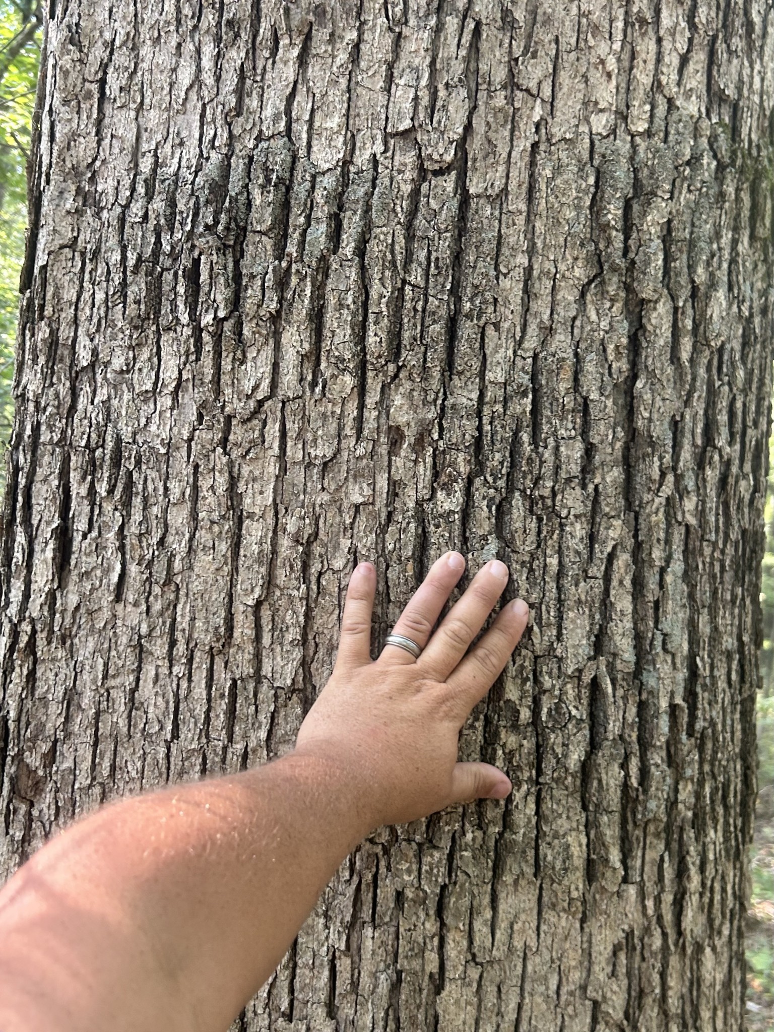 0 Cedar Grove Road Big Sandy, TN 38221 - Photo 26 of 33