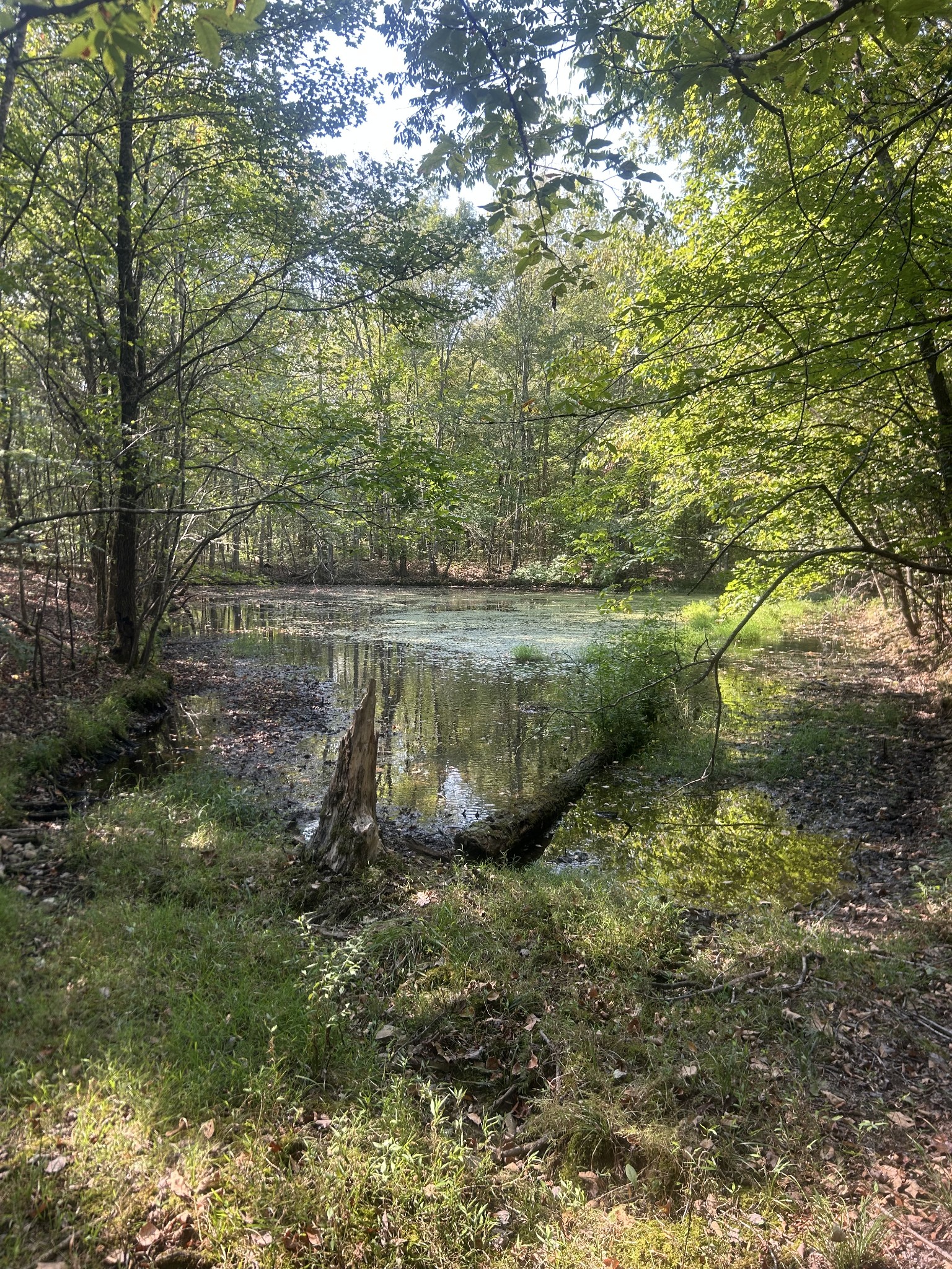 0 Cedar Grove Road Big Sandy, TN 38221 - Photo 27 of 33 a view of a lake with lots of trees