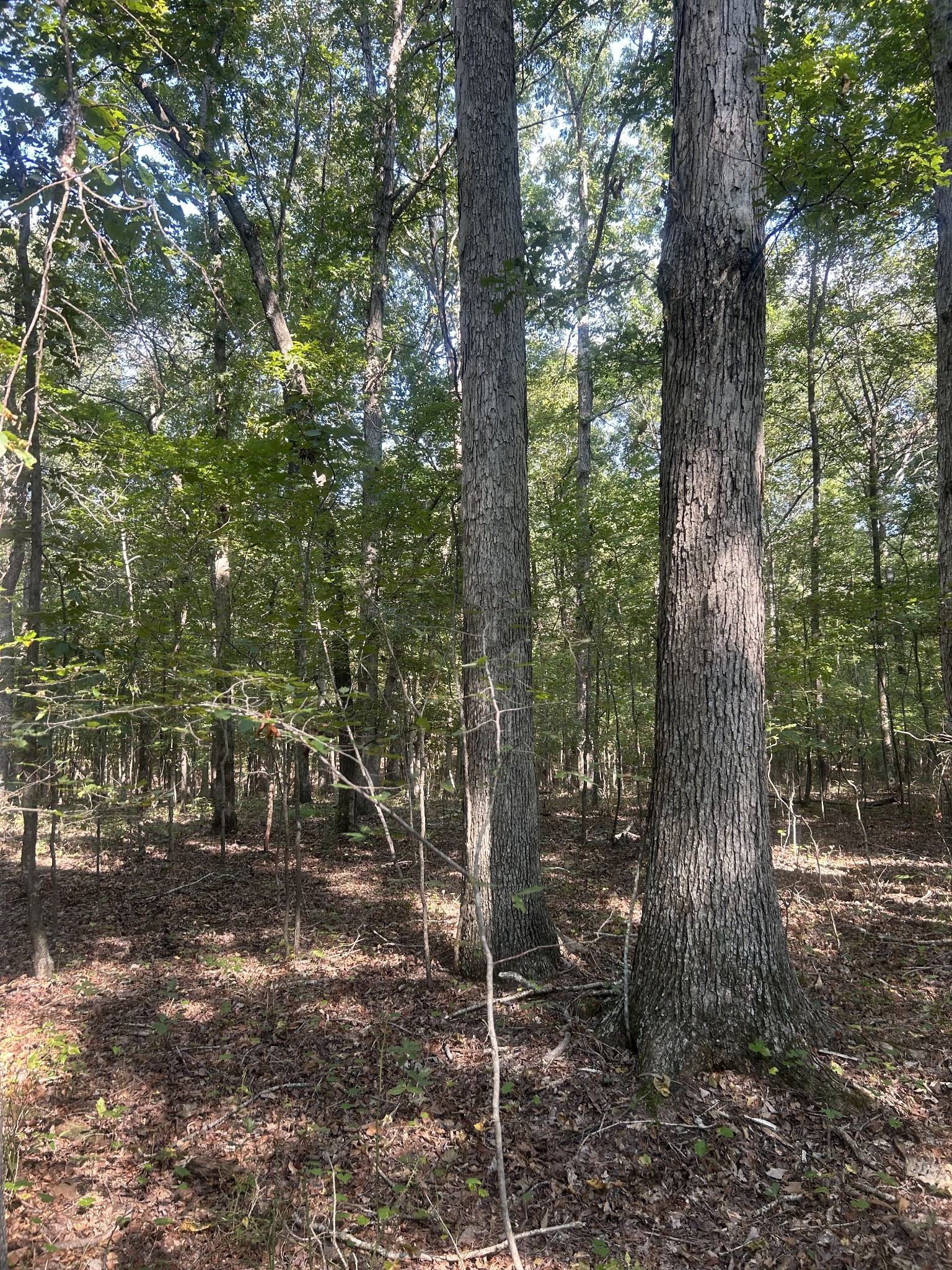 0 Cedar Grove Road Big Sandy, TN 38221 - Photo 29 of 33 a view of a forest