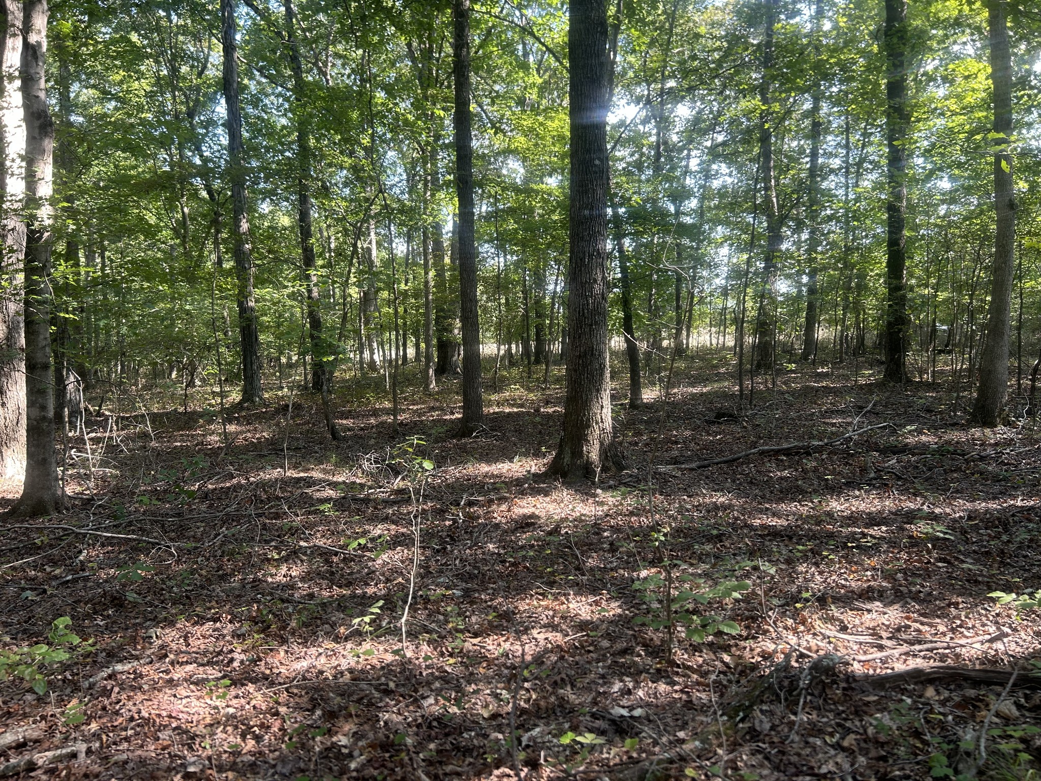 0 Cedar Grove Road Big Sandy, TN 38221 - Photo 30 of 33 a backyard of a house with lots of green space