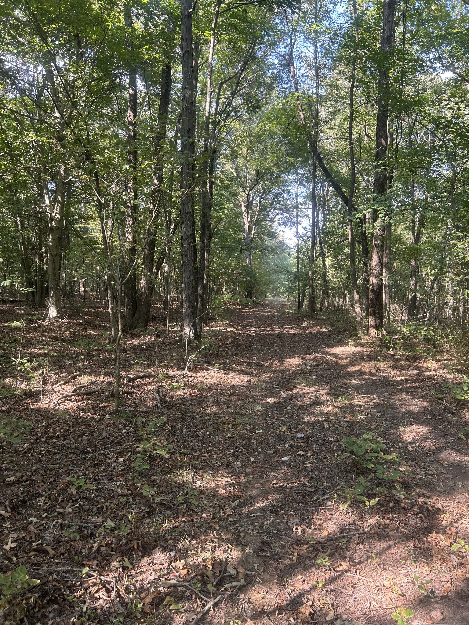 0 Cedar Grove Road Big Sandy, TN 38221 - Photo 31 of 33 a view of outdoor space with trees