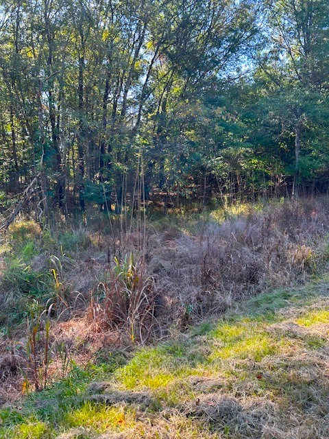 0 Lot 5 Catfish Cove Road Waterloo, SC 29384 - Photo 4 of 16 Gallery Image 4
