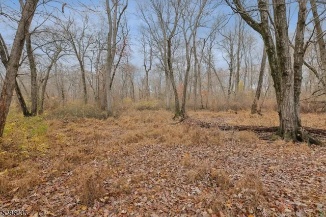 a view of backyard space with large trees