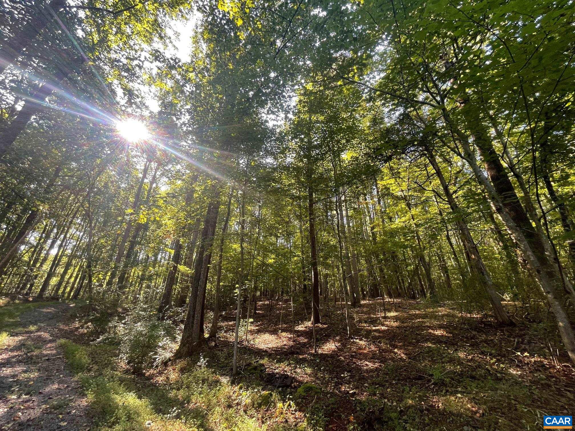 Tbd Stony Point Pass Charlottesville, VA 22911 - Photo 5 of 7 a view of a forest with trees
