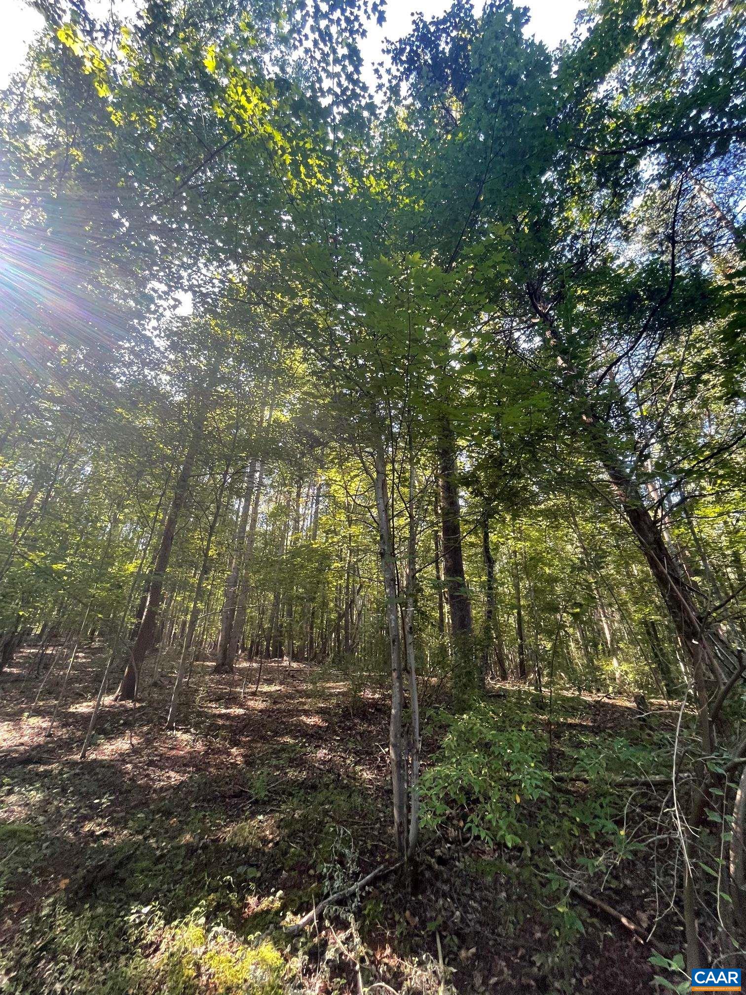Tbd Stony Point Pass Charlottesville, VA 22911 - Photo 6 of 7 a view of forest