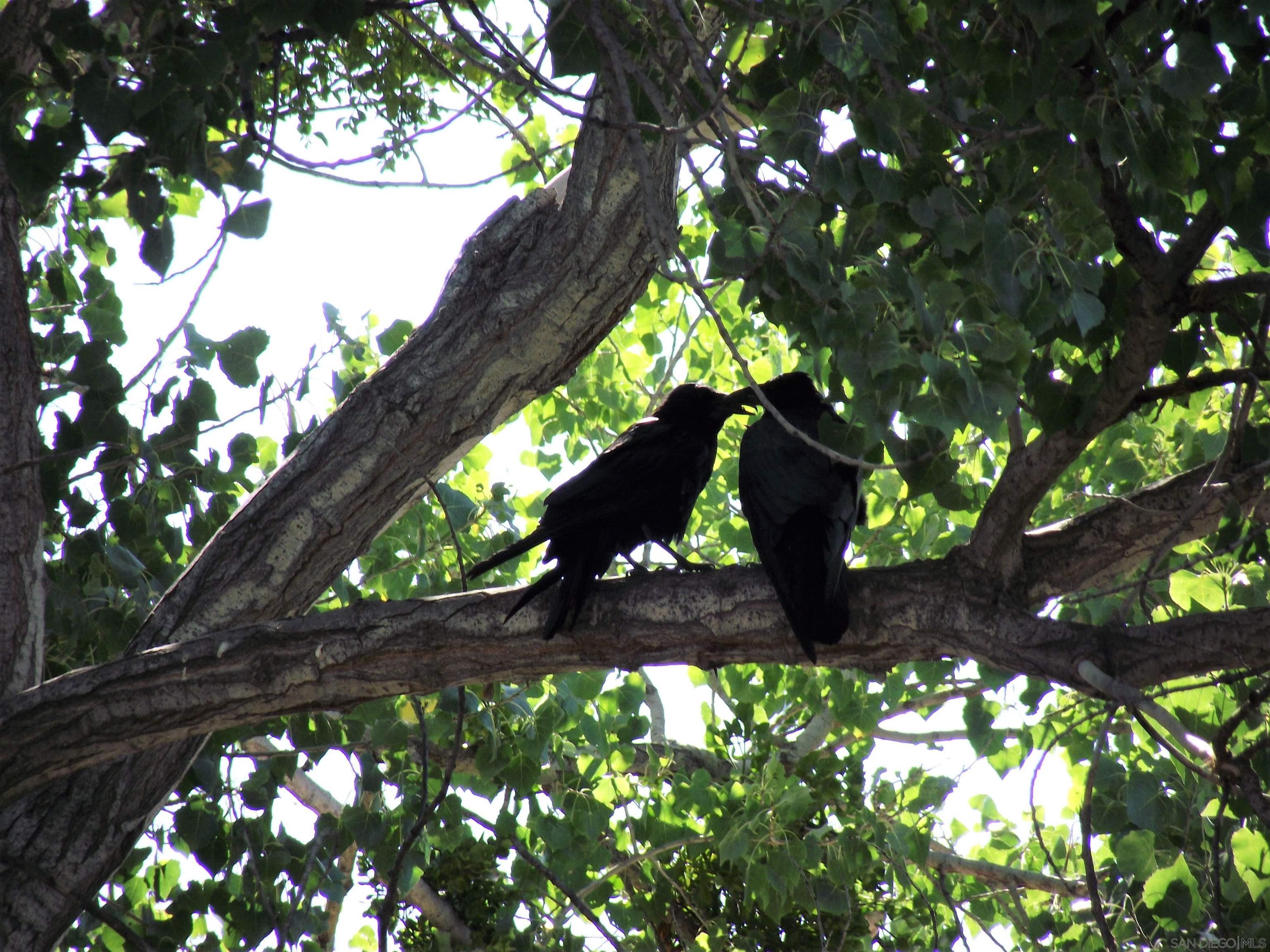 35109 Highway 79, Unit SPC/ # Warner Springs, CA 92086 - Photo 34 of 35 a view of tree