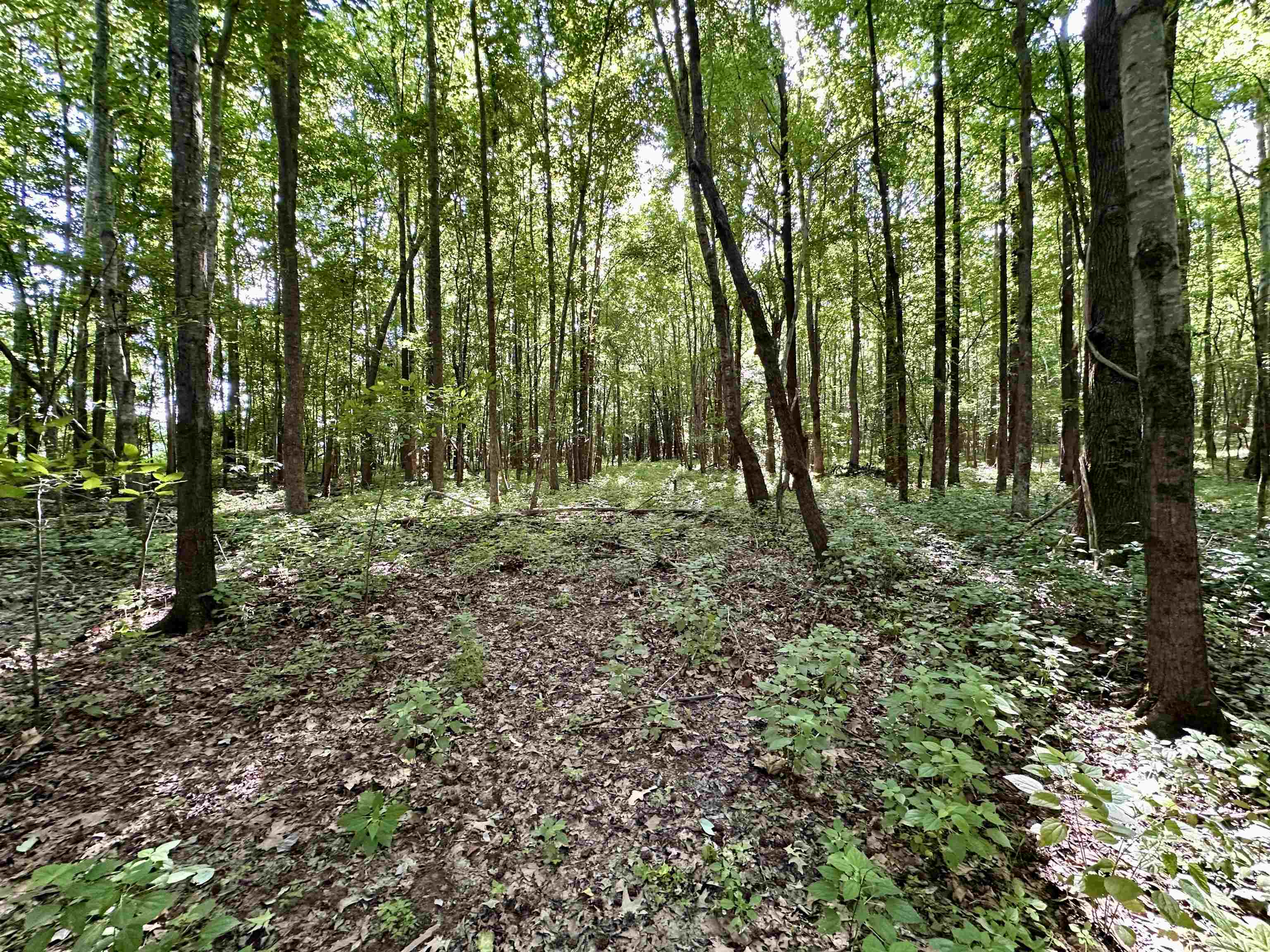 1465 Bobbitt Road Williston, TN 38076 - Photo 12 of 16 a view of outdoor space and trees