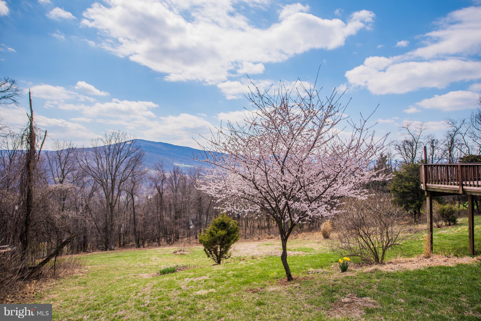 964 Granny Smith Road Linden, VA 22642 - Photo 4 of 30 a view of a yard