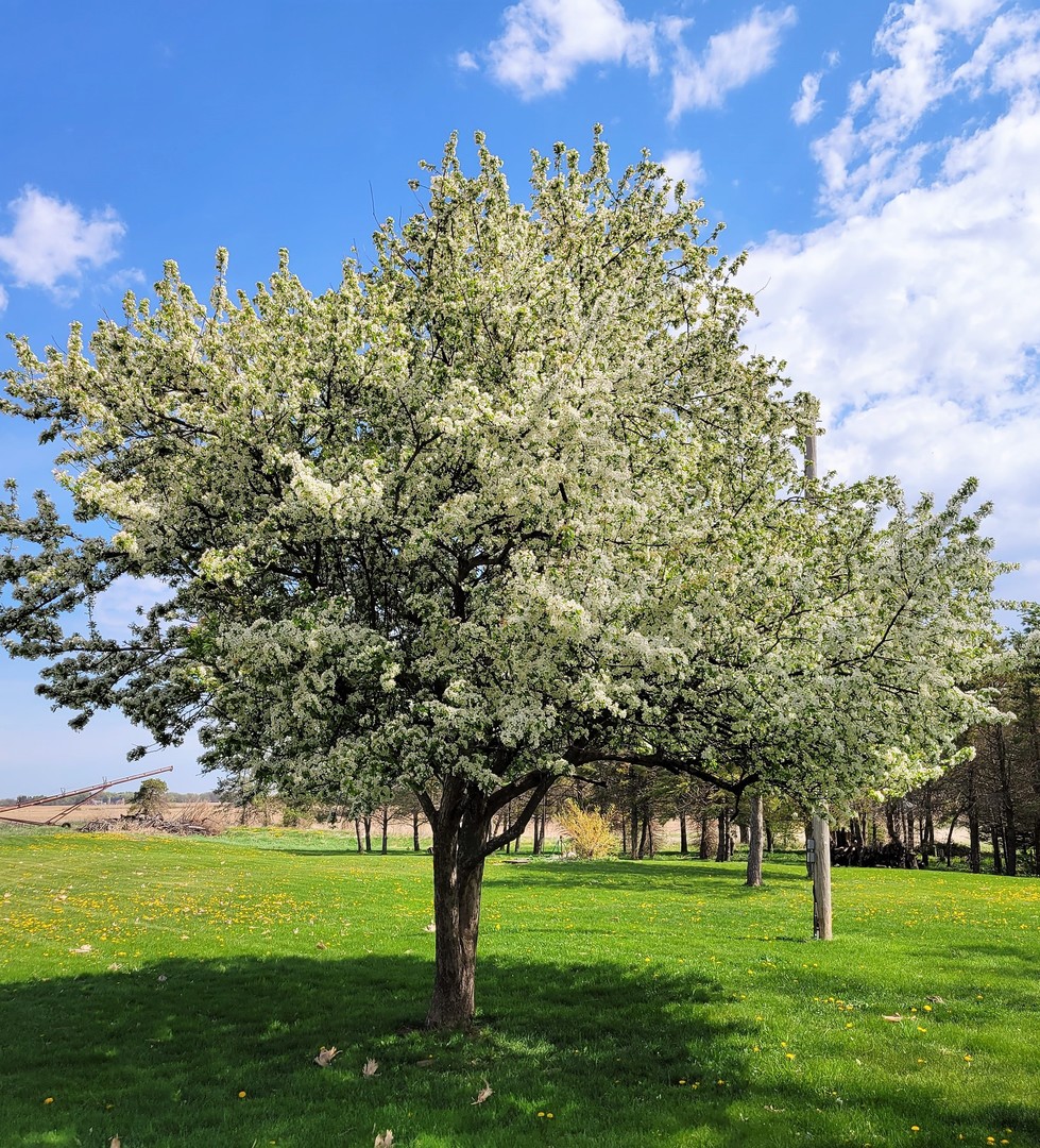 11718 Thayer Road Hebron, IL 60034 - Photo 3 of 9 a garden view with a trees