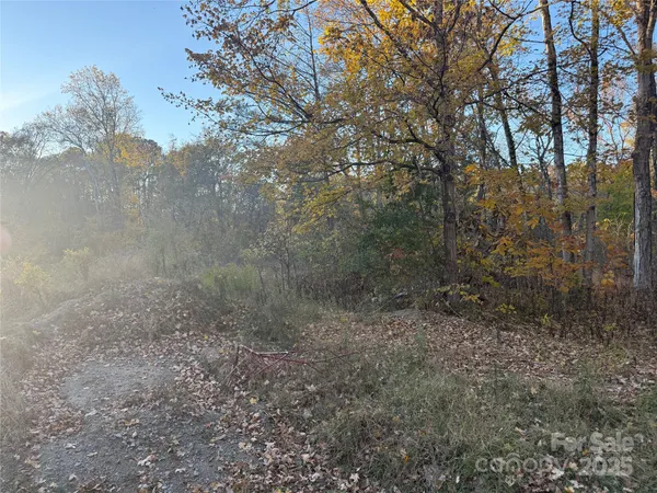 a view of a forest with trees in front of it