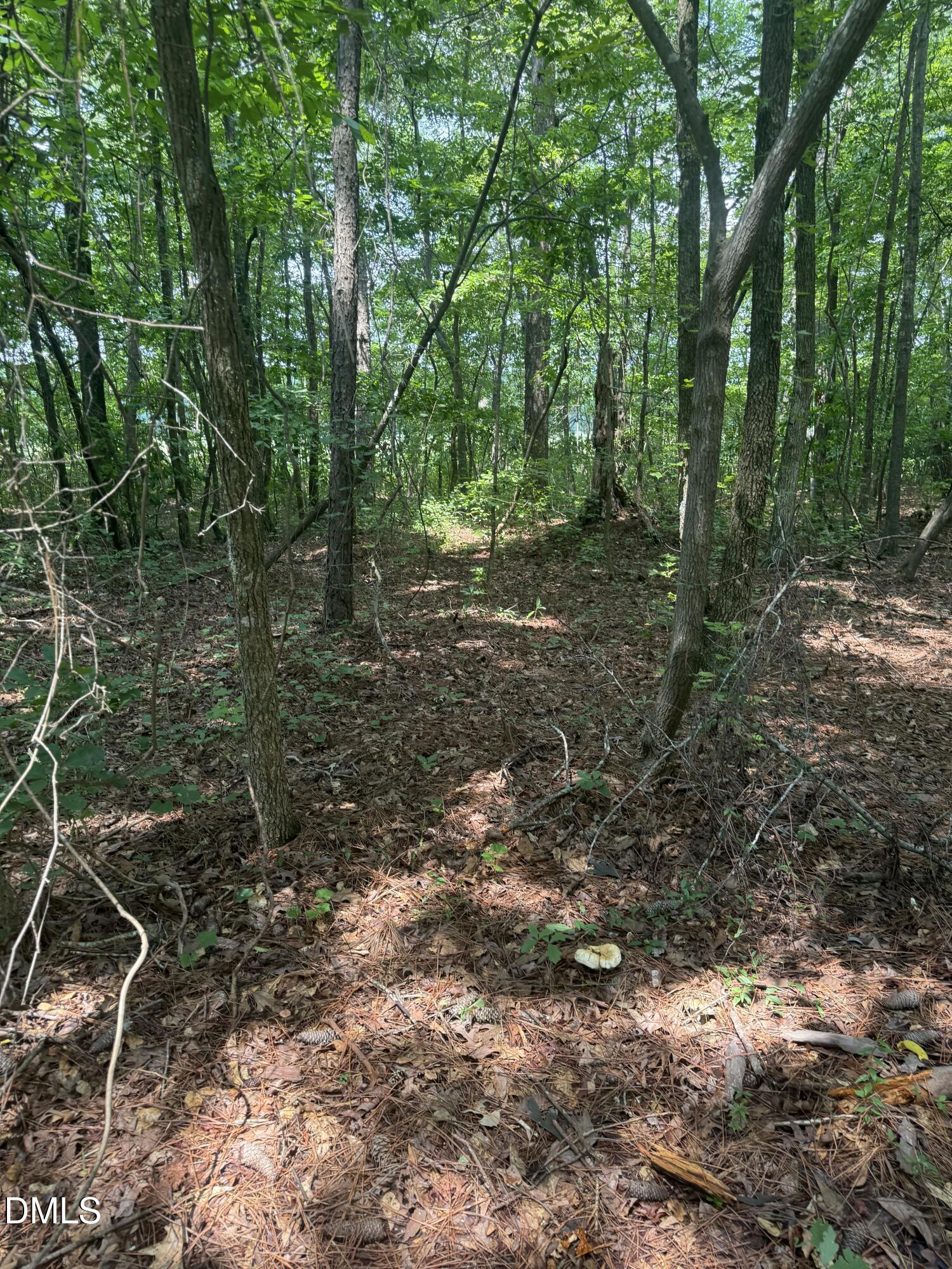995 B Barbour Road Smithfield, NC 27577 - Photo 9 of 12 Wooded lot