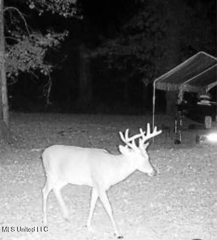 1743 The Rocks Road Woodville, MS 39669 - Photo 2 of 16 9a34bb3b-297d-458b-9a46-67d291e17cfc