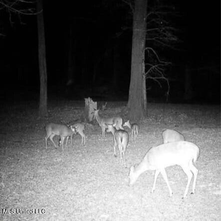 1743 The Rocks Road Woodville, MS 39669 - Photo 5 of 16 d204d3bc-b891-4f93-b008-a4faf0bcda05