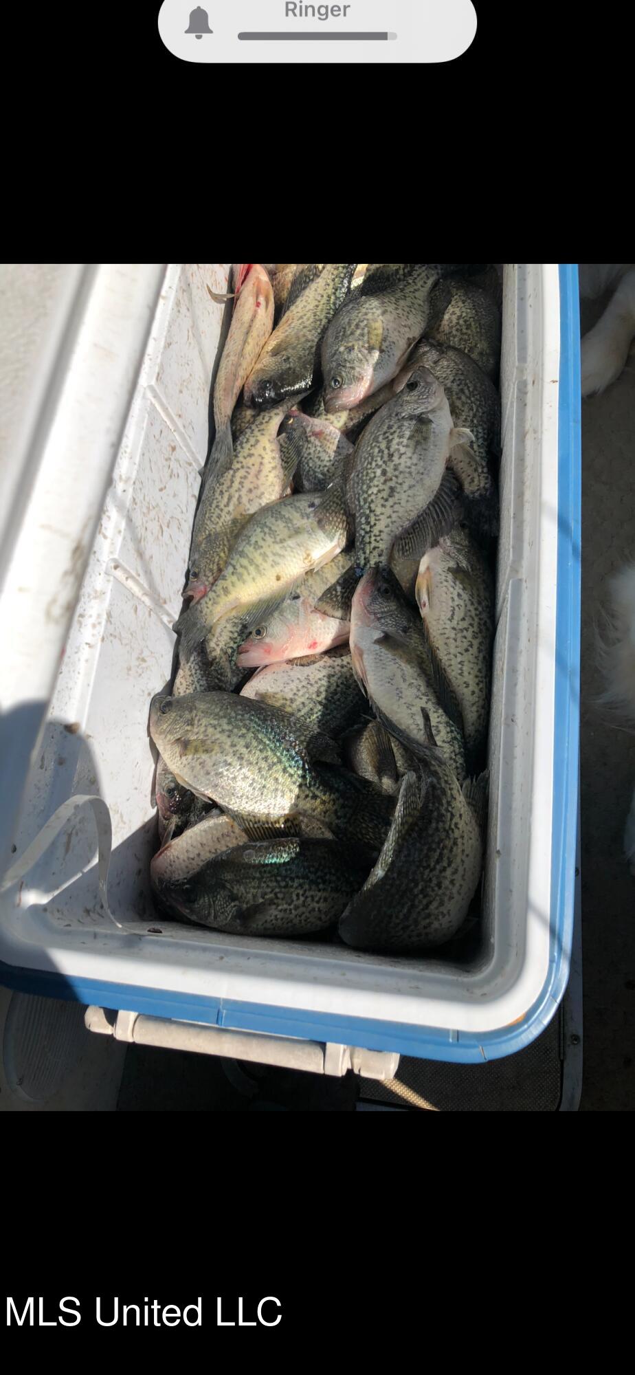 1743 The Rocks Road Woodville, MS 39669 - Photo 9 of 16 Fish 2