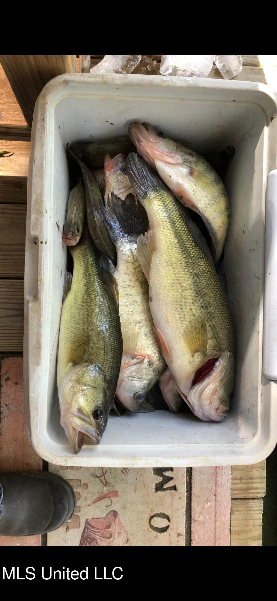 1743 The Rocks Road Woodville, MS 39669 - Photo 10 of 16 Fish 3