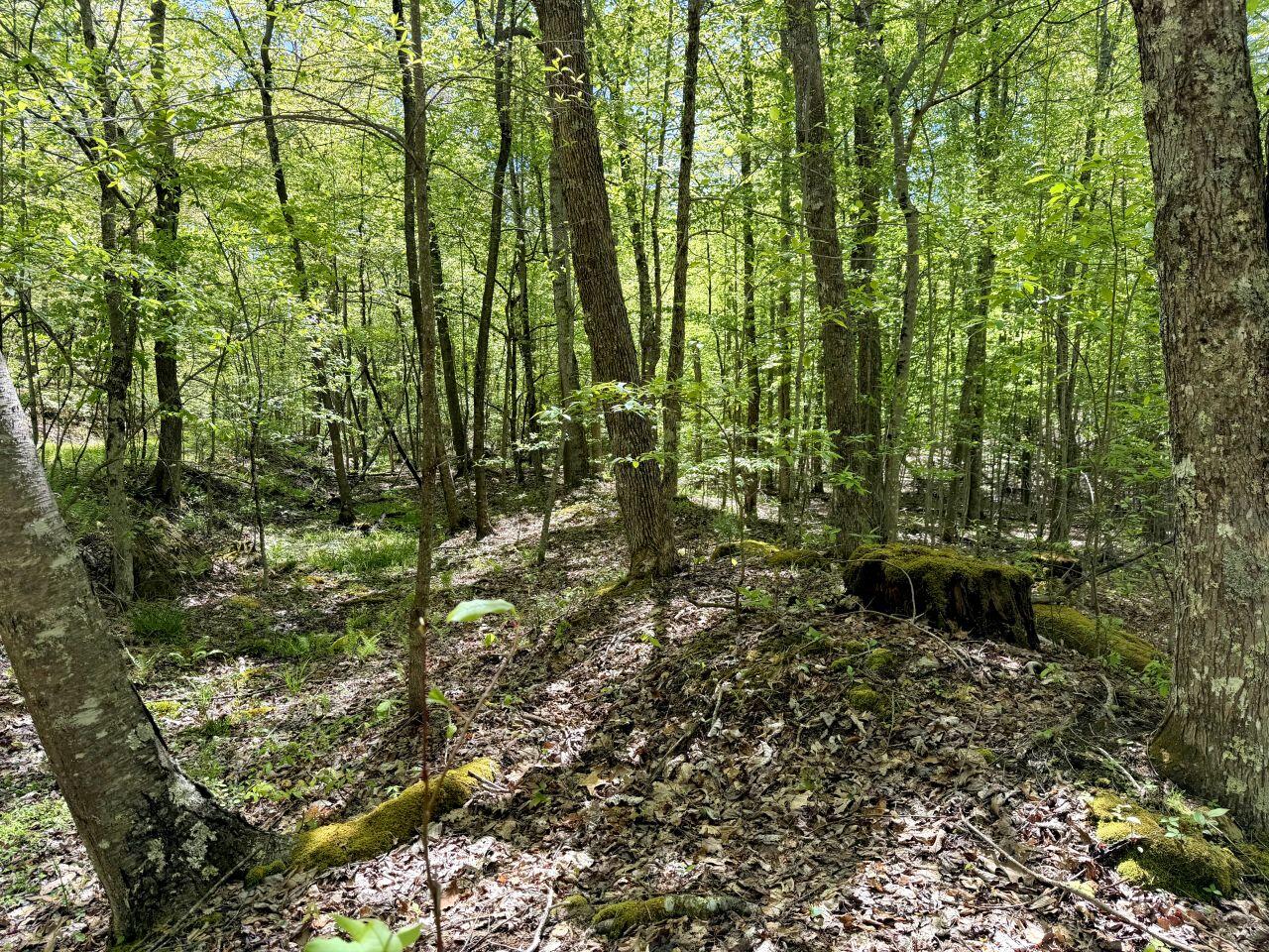 0 Iona Road White Oak, WV 25989 - Photo 28 of 150 Tract-12-IMG_4472