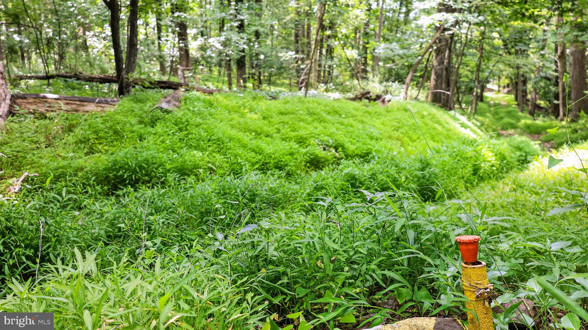 2571 Valley View Road Morgantown, PA 19543 - Photo 28 of 75 Lush greenery in a tranquil forest.