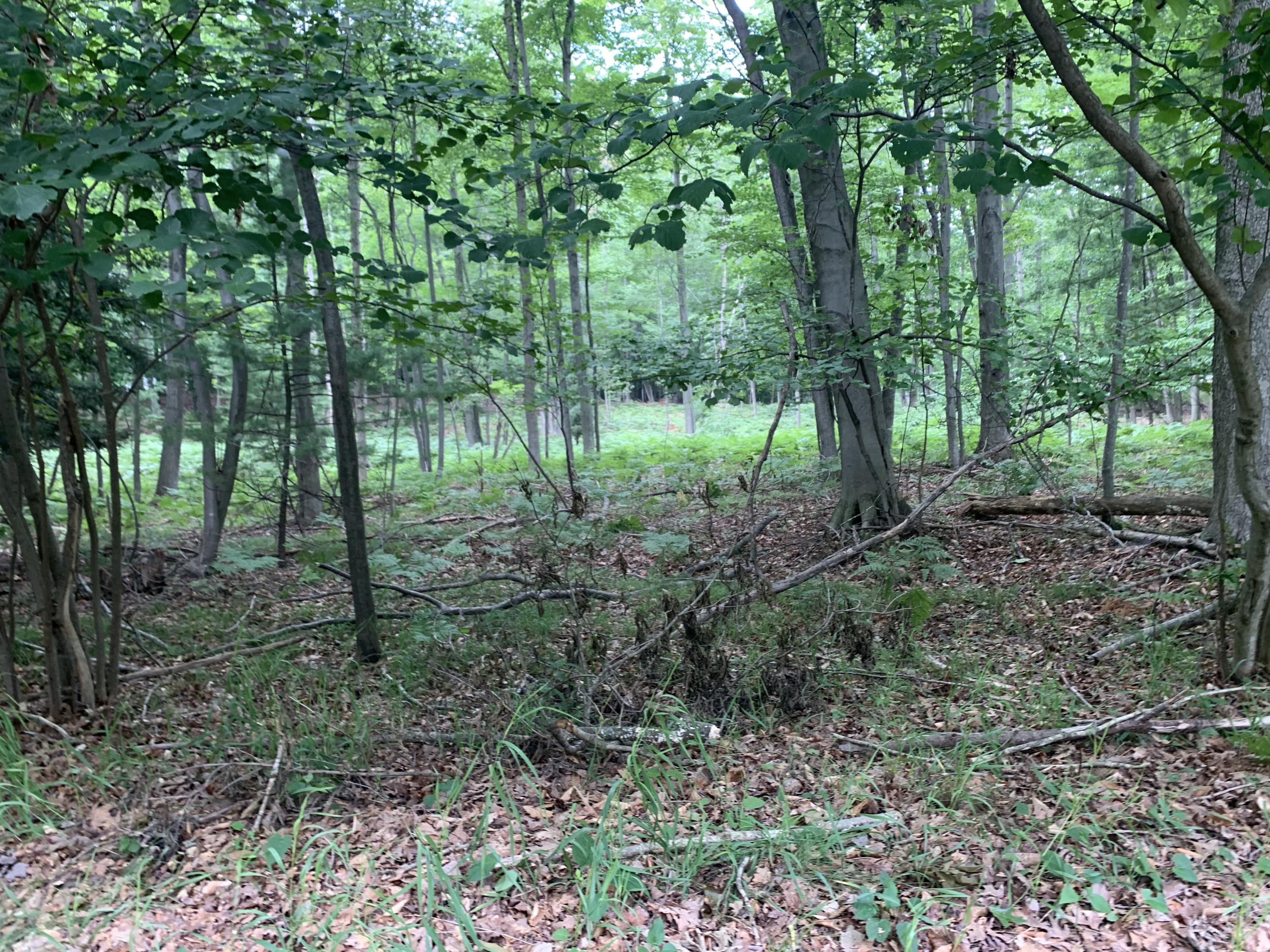 V/l West Jagger Road Ludington, MI 49431 - Photo 2 of 2 IMG_5076