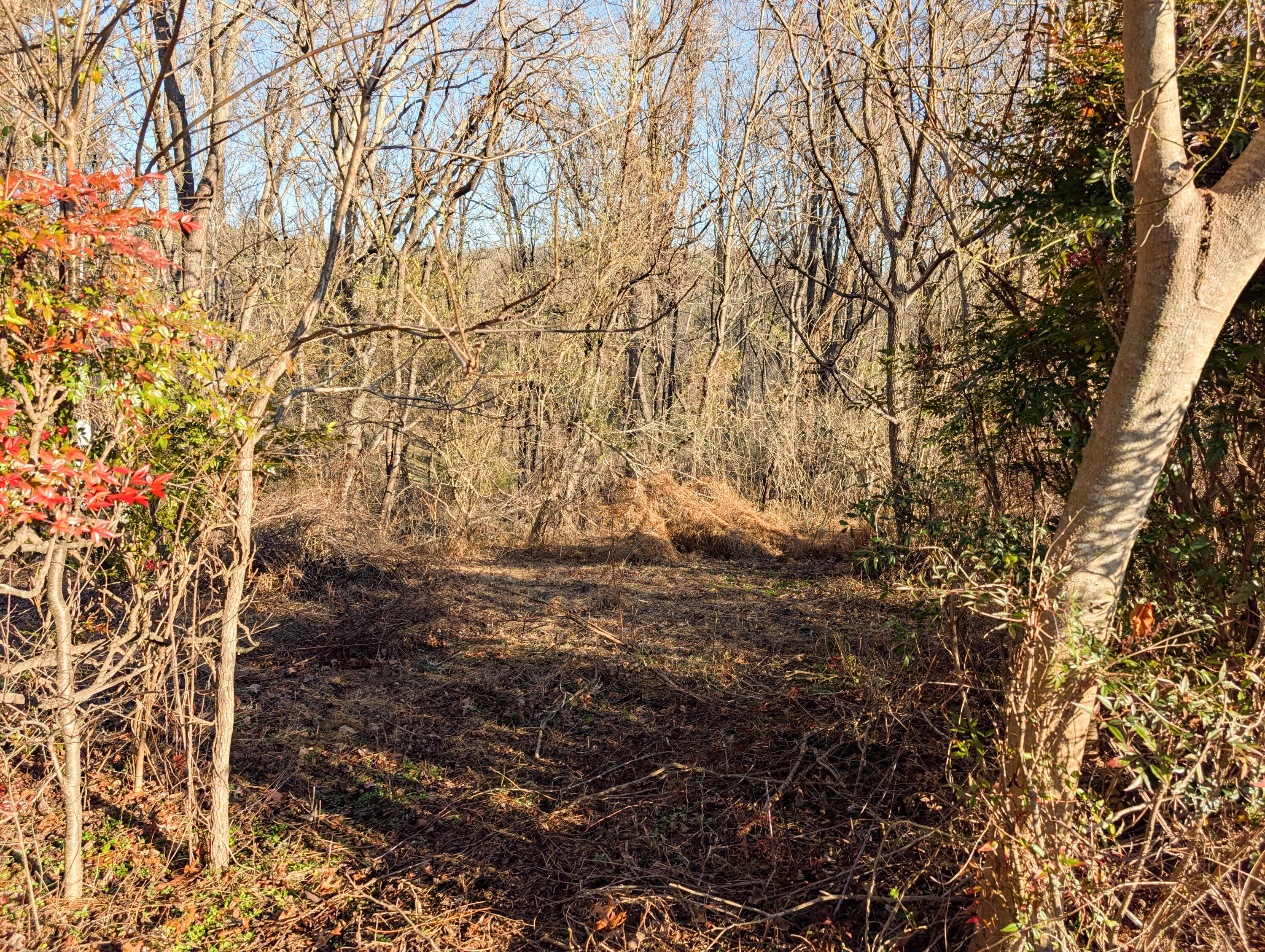 3548 Green Level Road Rocky Mount, VA 24151 - Photo 4 of 10 a view of a yard