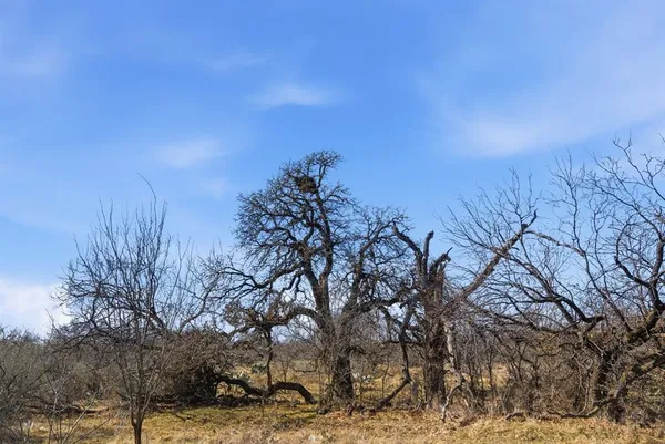 a view of a yard with a tree
