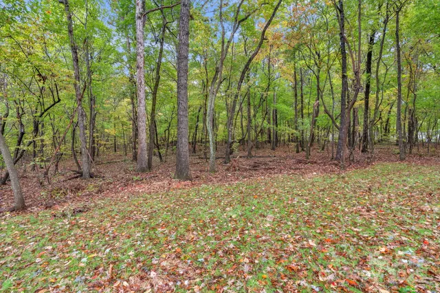 a view of a park with large trees