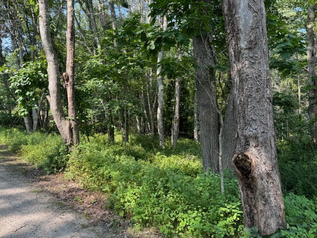 Lot C Long Point Road Harpswell, ME 04079 - Photo 26 of 36 unnamed-17