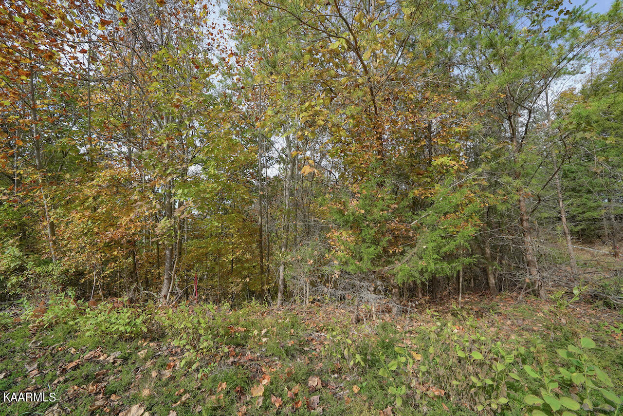 19 Maurice Road Sevierville, TN 37876 - Photo 4 of 21 9B4DCBFD-91B1-46E3-A4EC-DD4688C6ABA1