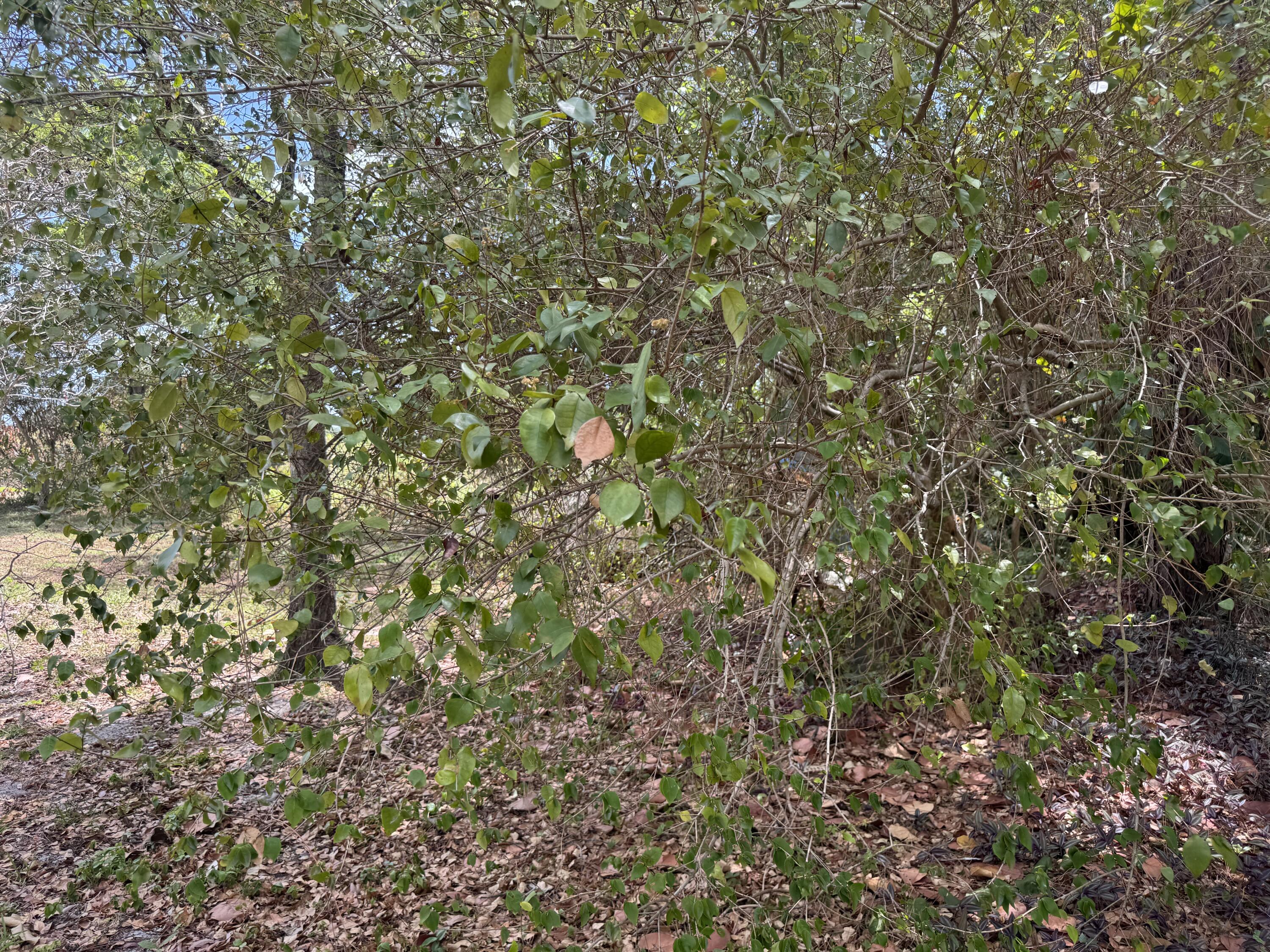 3358 Jog Road Lake Worth, FL 33467 - Photo 12 of 15 IMG_4618