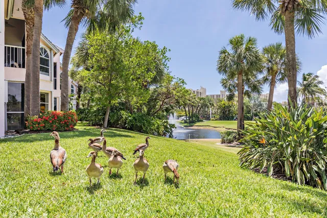 a view of a swimming pool with a garden and plants