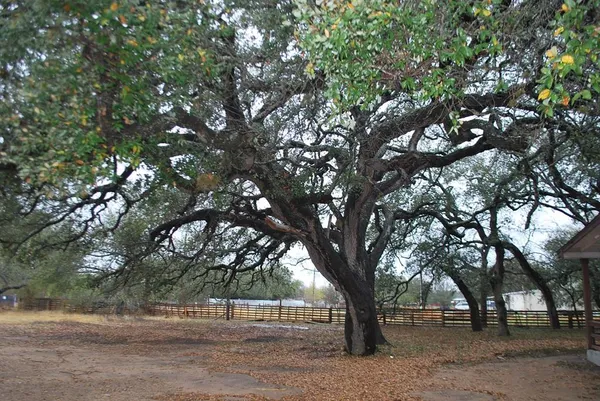 a view of tree with a house