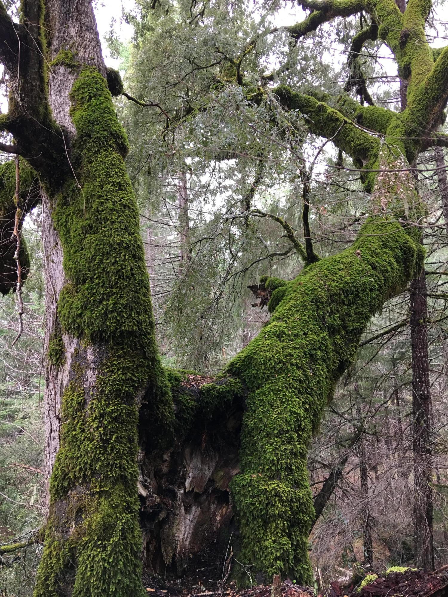 200 Acres Humbug Creek Road Arcata, CA 95521 - Photo 12 of 12
