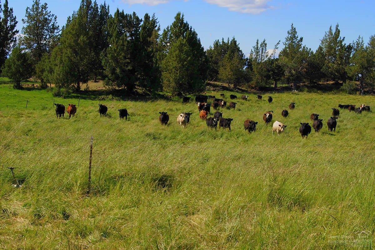 23450 Walker Road Bend, OR 97701 - Photo 1 of 23 Primary Photo