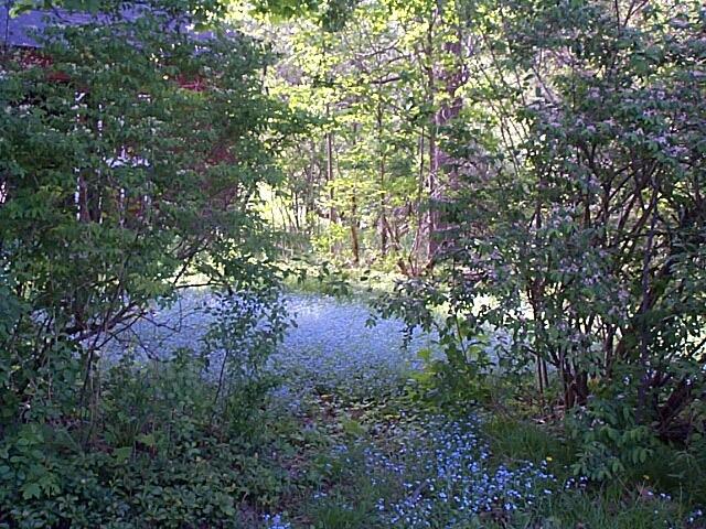 64 South Mountain Road Pittsfield, MA 01201 - Photo 19 of 20 Bluebells