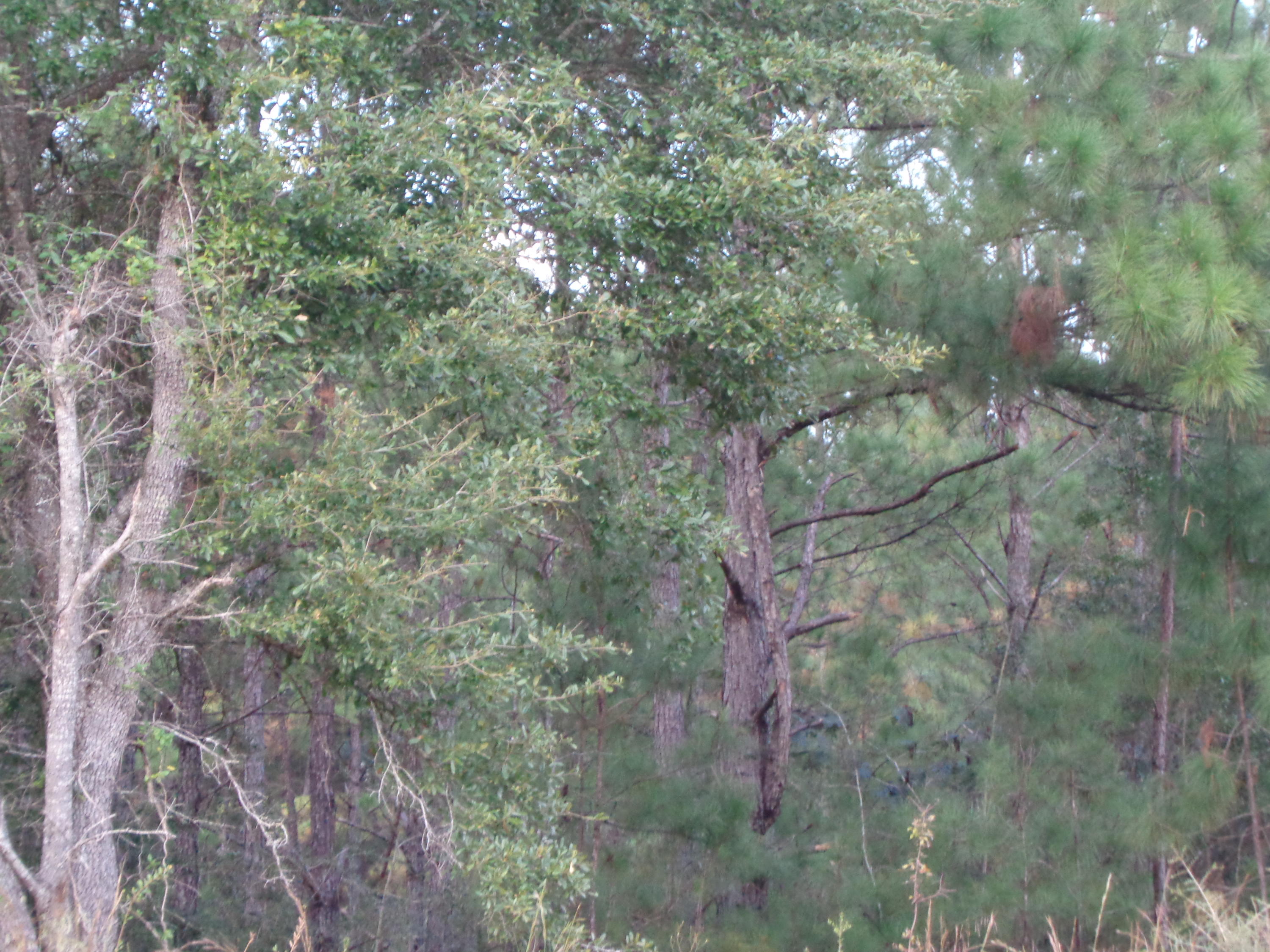 5-acres Huckaba Road Laurel Hill, FL 32567 - Photo 1 of 3 5 acres, Crosby 005