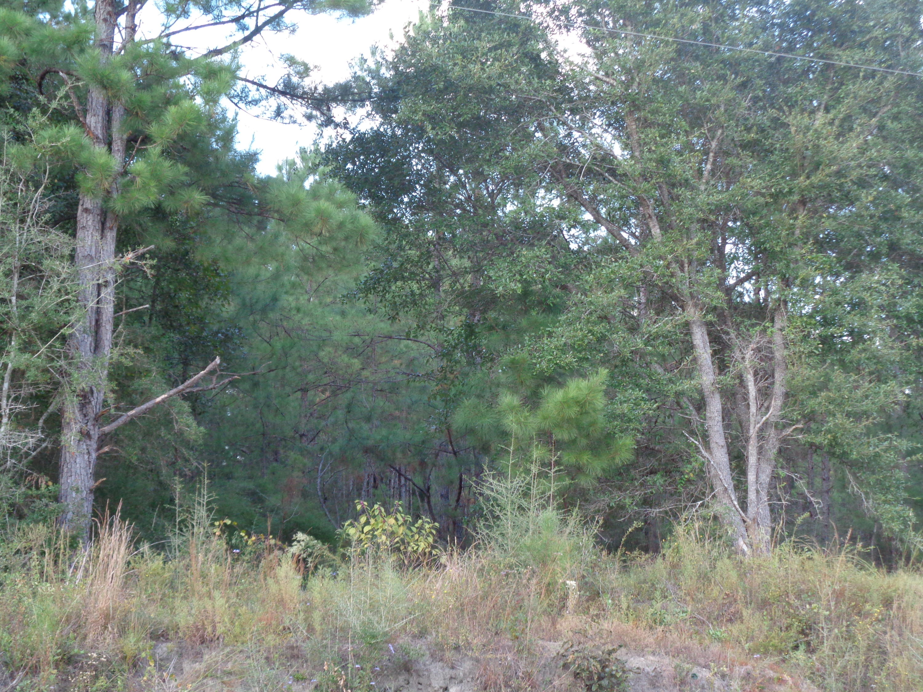 5-acres Huckaba Road Laurel Hill, FL 32567 - Photo 3 of 3 5 acres, Crosby 004