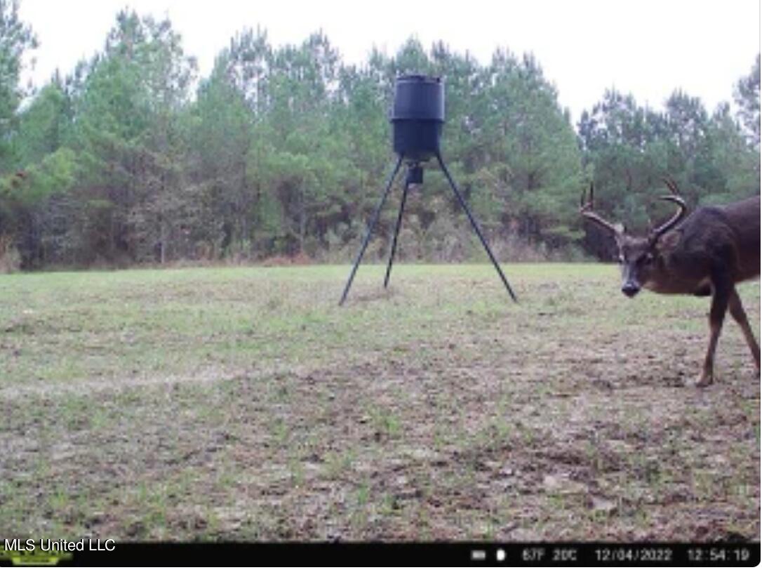 4066 Tower Road Wesson, MS 39191 - Photo 33 of 38 Screen Shot 2023-12-13 at 5.34.32 PM