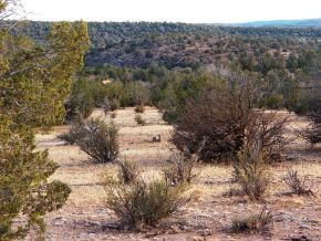 363 R R-Rock Road Ash Fork, AZ 86320 - Photo 6 of 10 Additional Photo