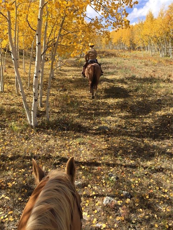 114 Round Hill Road Fairplay, CO 80440 - Photo 29 of 35 a view of beach and small yard
