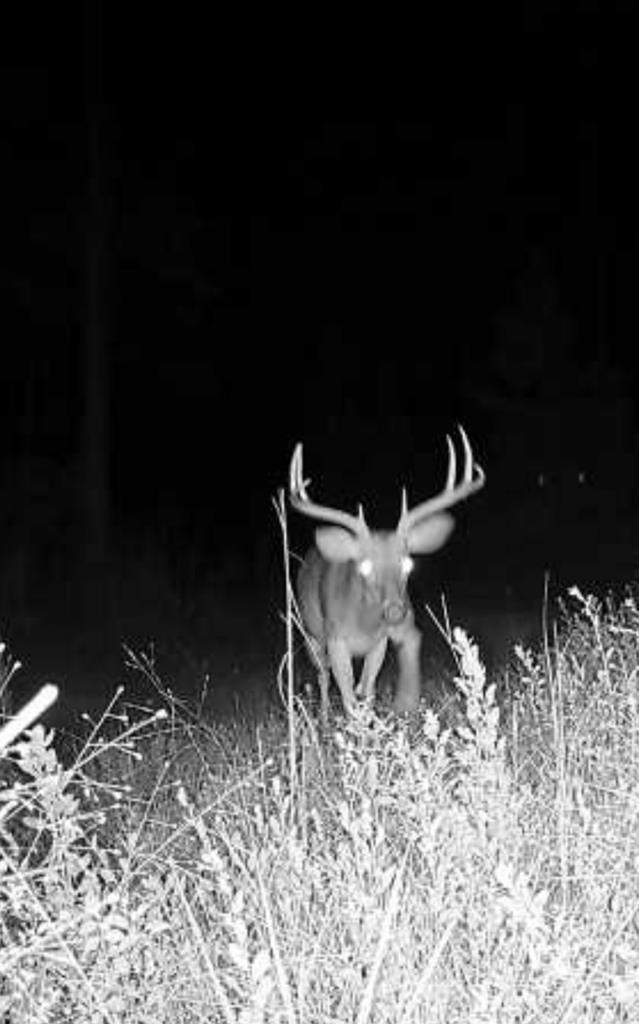 606 Herman Bell Road Mauk, GA 31058 - Photo 5 of 59 Gallery Image 5